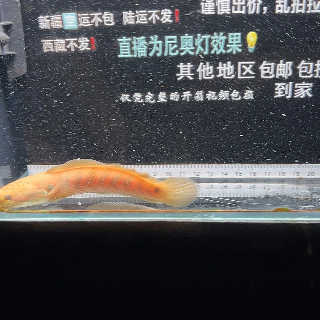 雷龙鱼七星雷龙鱼