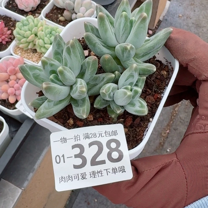 乌拉克拉无盆土发货多肉多