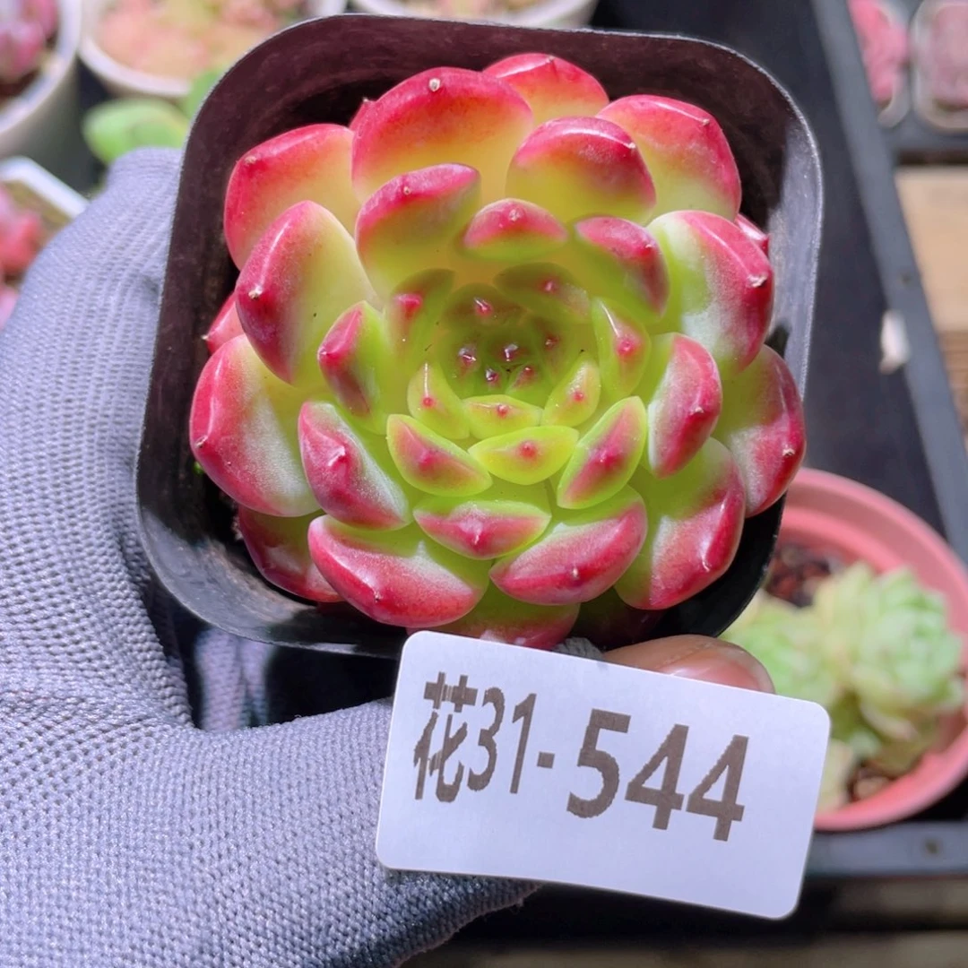 花利美31-544灵翠