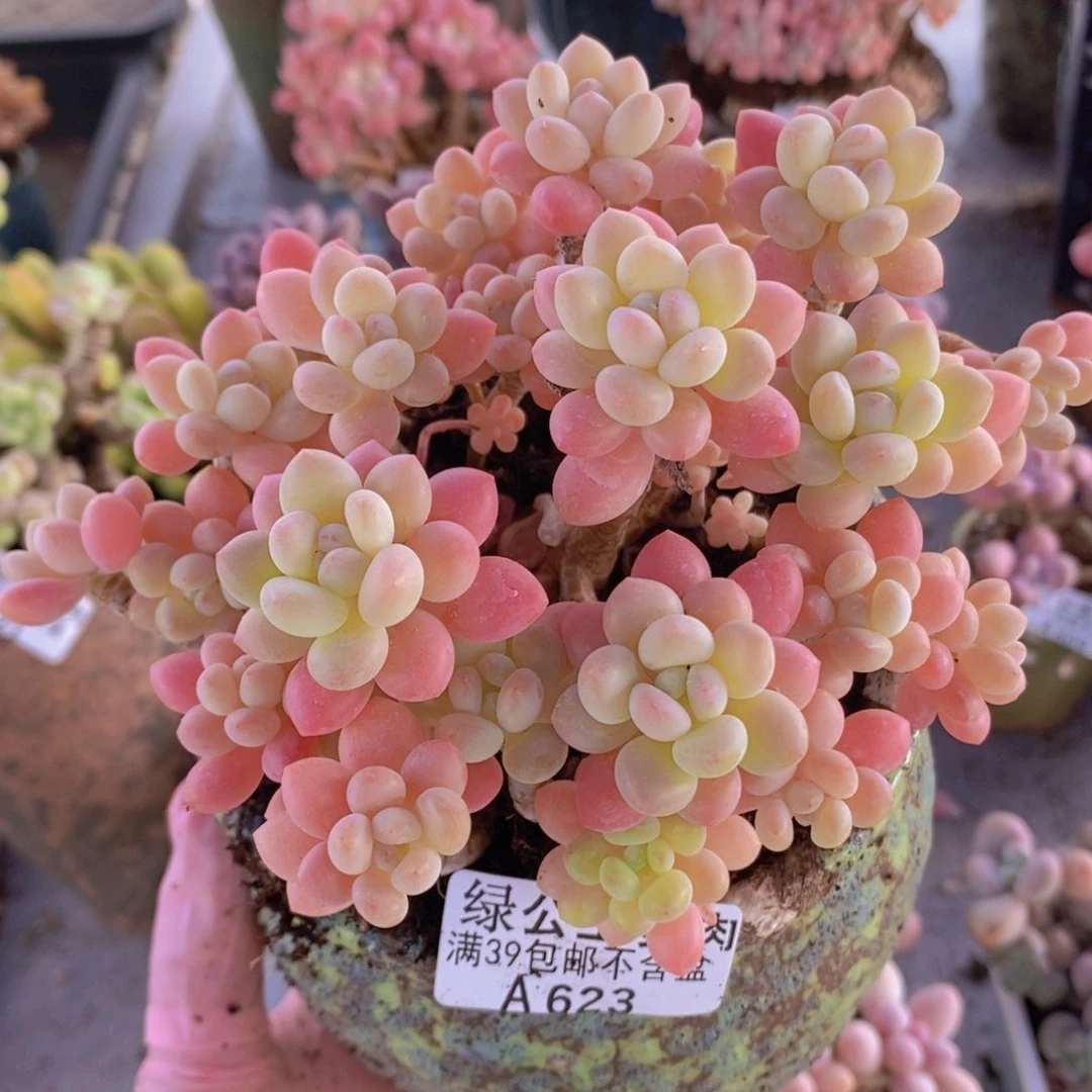鱼子酱老桩13cm623多肉