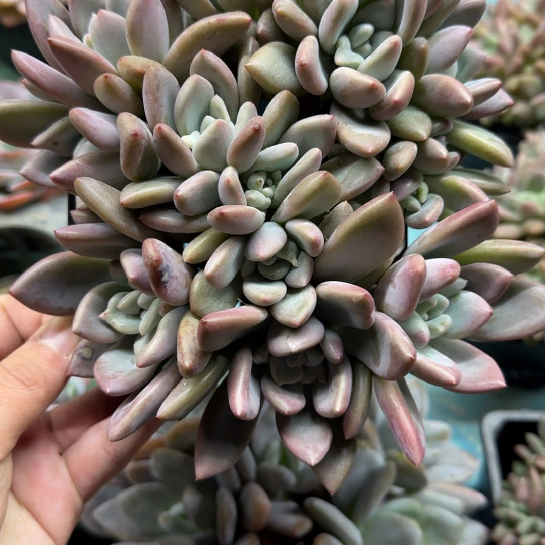 14头奥普，桩子较细，介意慎拍