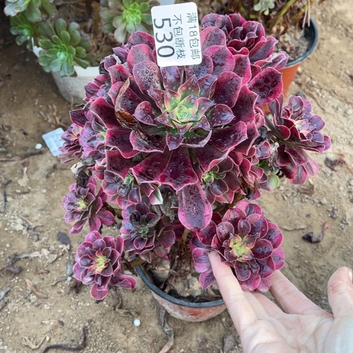 530美杜莎手捧不太圆1