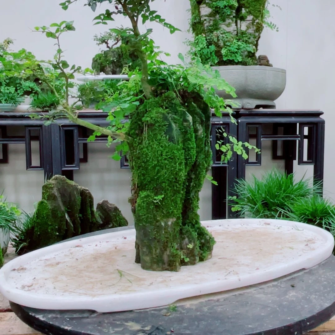 无铅玻璃黎*生铁线蕨铁线蕨铁线蕨