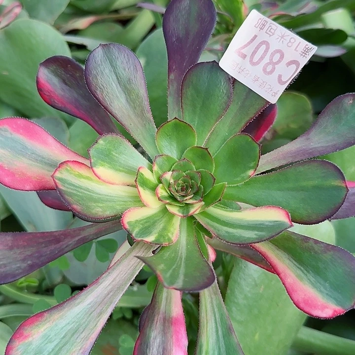 多肉法师花湖哥哥