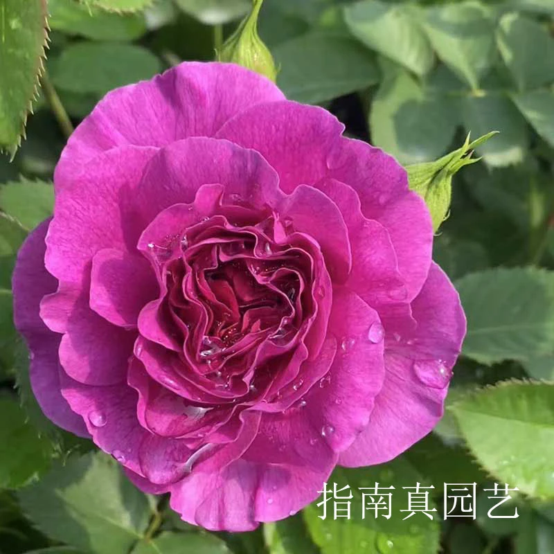 【凝夜幽兰】大花浓香多头玫瑰鲜紫色高端切花卉新稀品四季循环开花