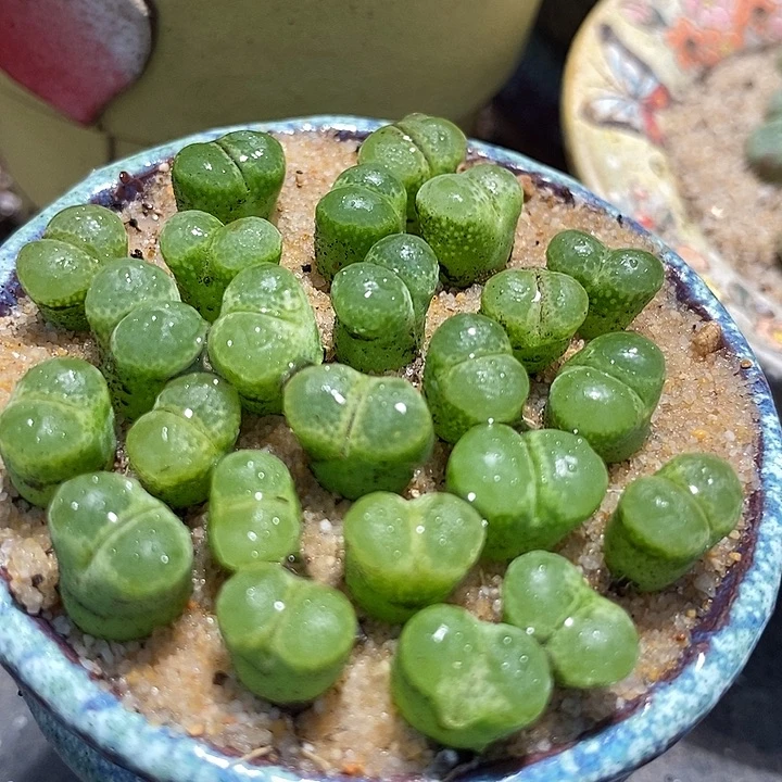 单头绿眼睛风铃一颗