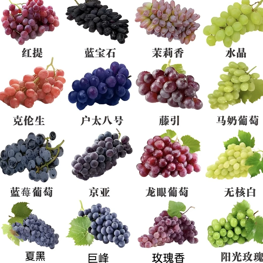 喜梦客特大阳光玫瑰蓝宝石巨峰无核盆栽地栽南北方种植爬藤葡萄