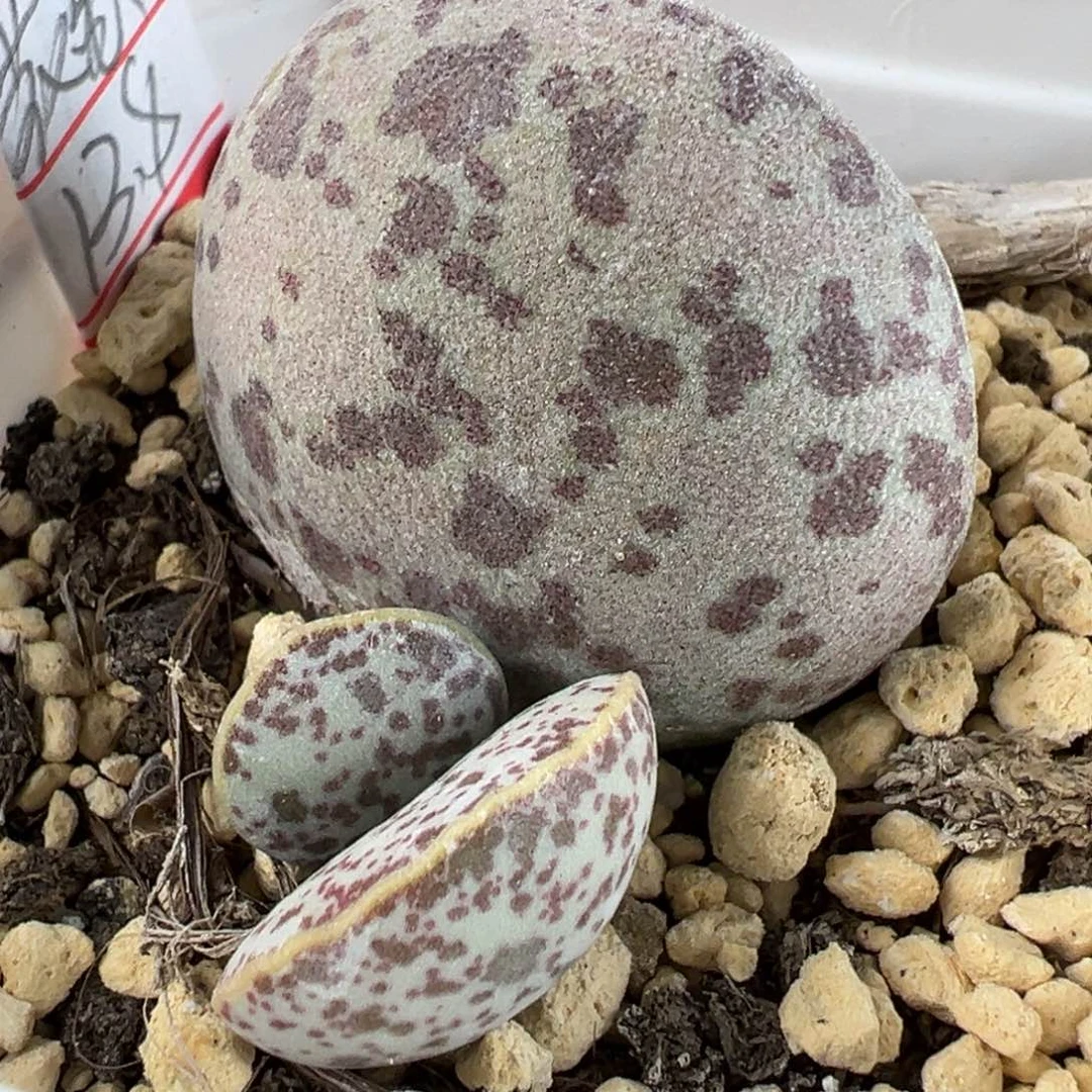 特价花蛋有点疤多肉植物水泡
