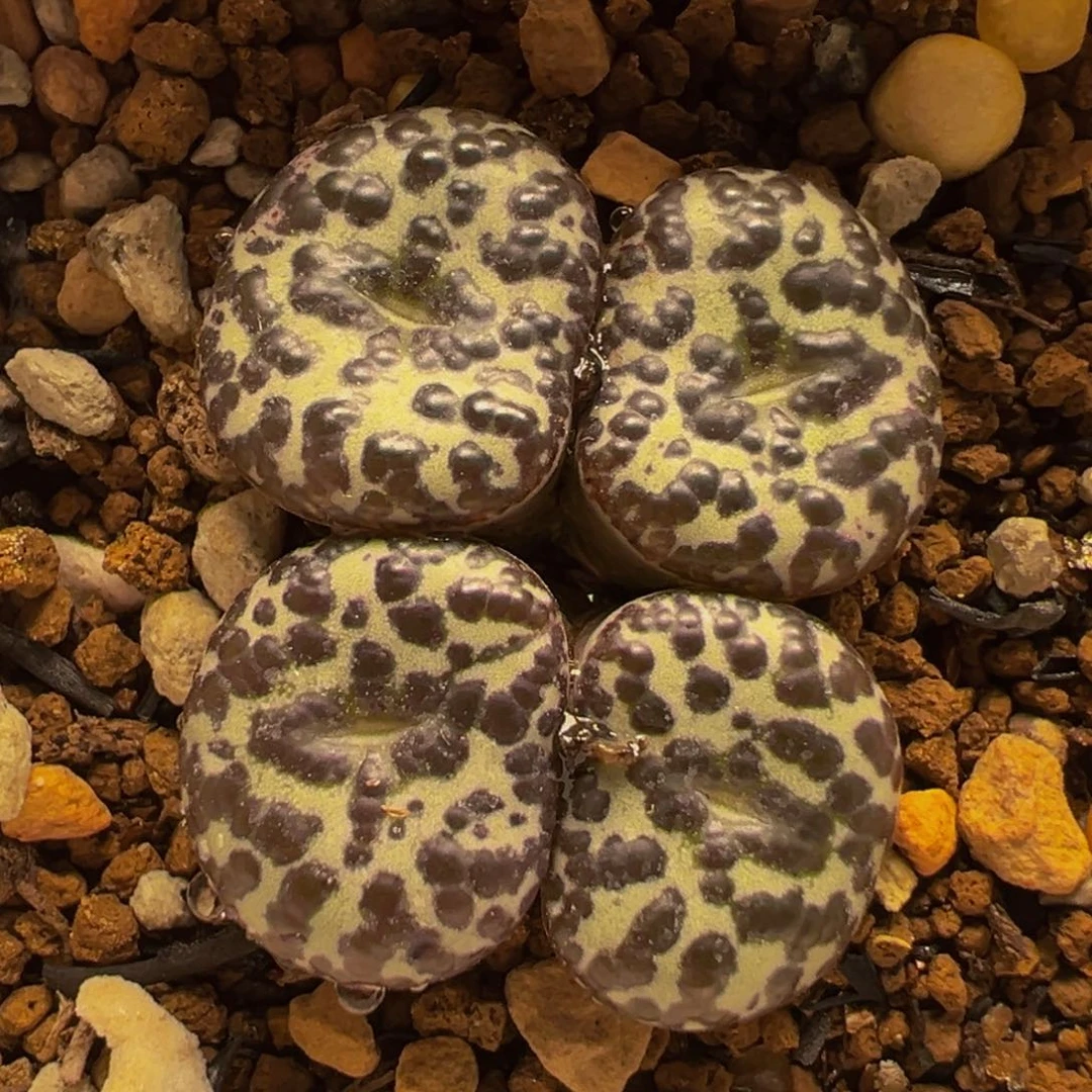 952多肉植物种类多样