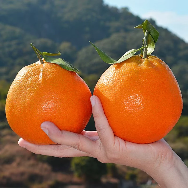 【年货必囤】正宗四川春见耙耙柑新鲜水果（带箱5-9斤）48小时内发货