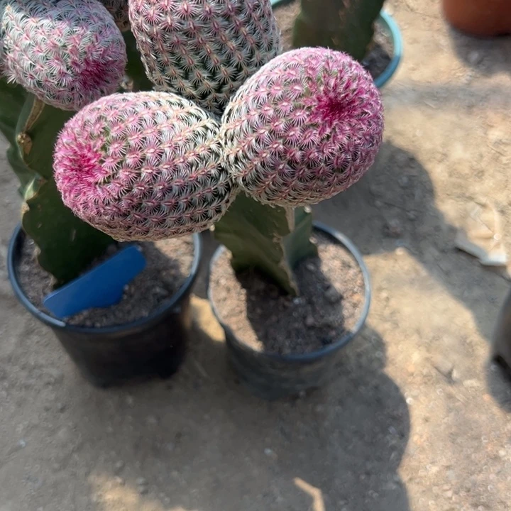 常***常吉祥如意。