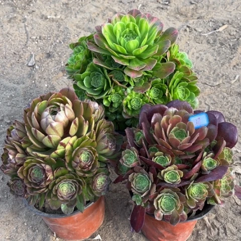 717多肉植物组合