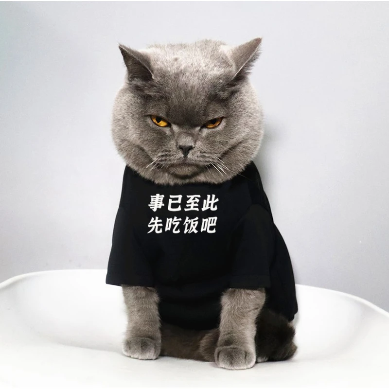 宠物猫咪比熊小型小狗衣服猫咪衣服夏季T恤防掉毛文字款吃饭吧