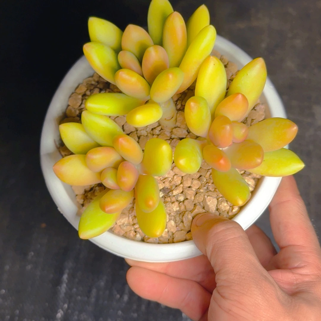 福利芒果奶111111111111