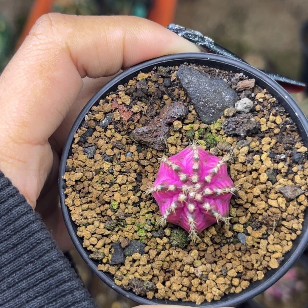 海神轮回 带盆土福利