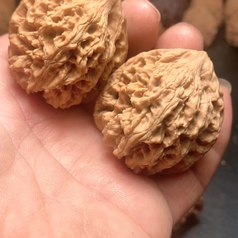 【闪购商品】张*臭龙脊狮