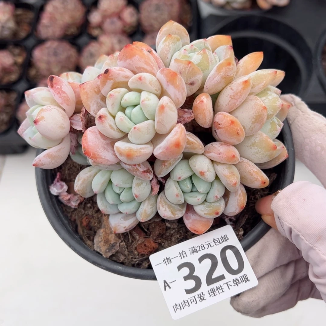 冷香多肉多肉多肉多肉