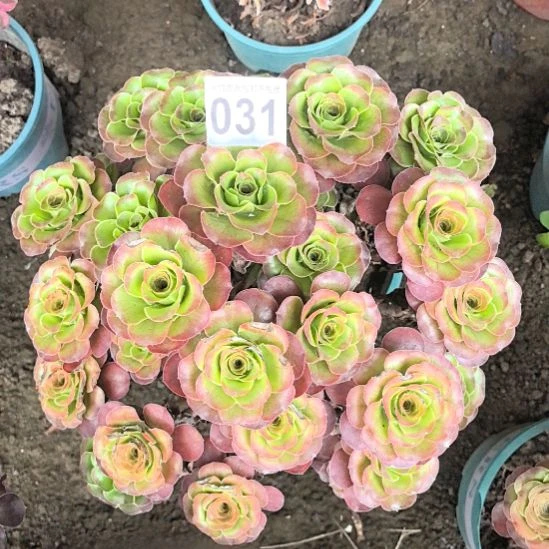 031魅金玫瑰花花3-26