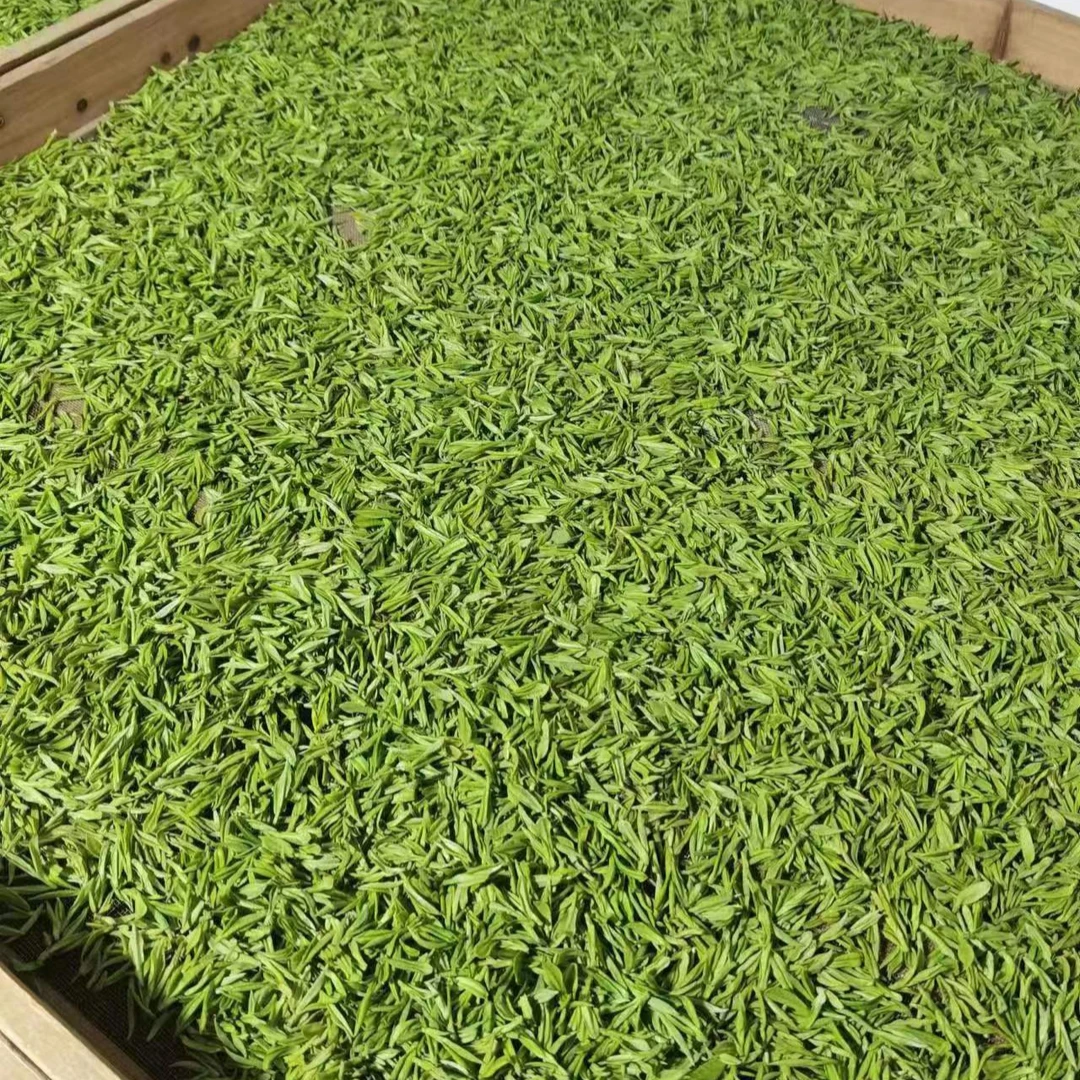 【临时链接特白35】2025新茶安吉白茶高山原产地枫璟白茶