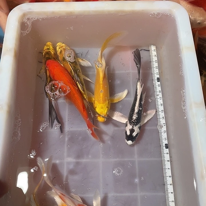 蝴蝶鲤鱼渔场直发180