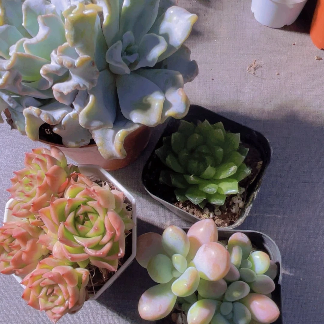 是***✨饺子皮 麦秆 樱水晶 洛神多头
