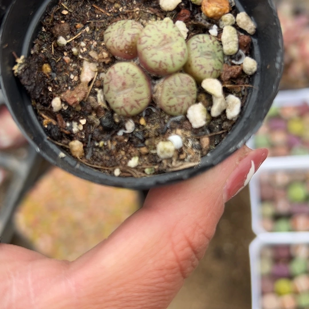 多肉植物多肉植物