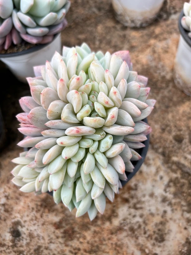 橙子缀多肉植物  推荐指数五颗星（脱土发货）