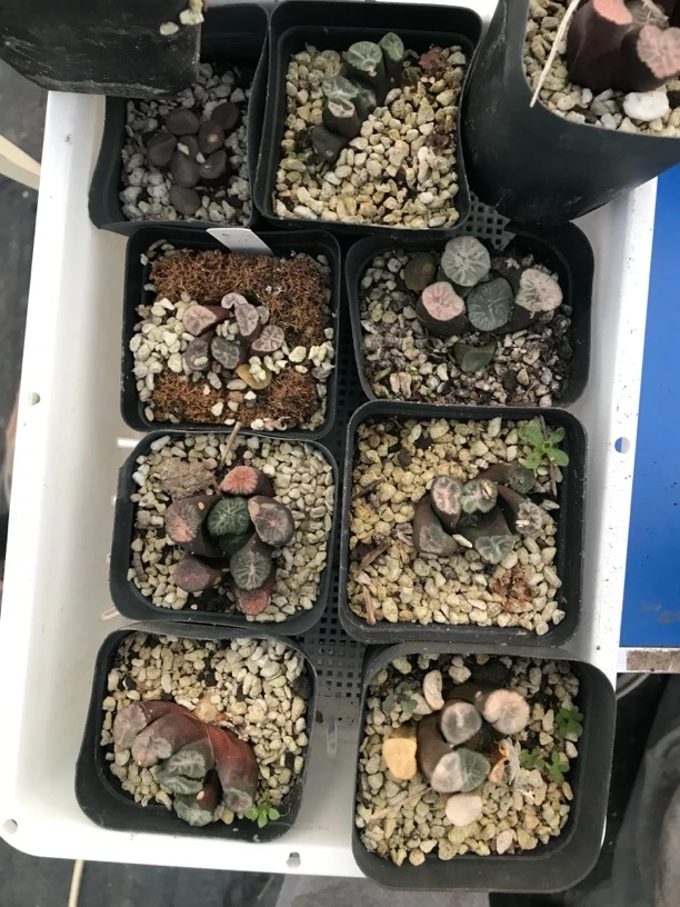 仙人掌十二卷万象套餐链接（请勿直接拍）