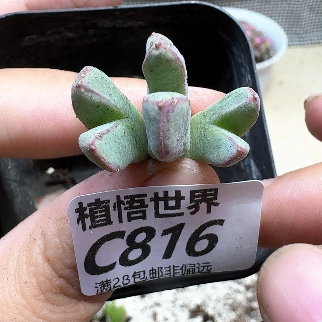 多肉植物的润泽ghhn