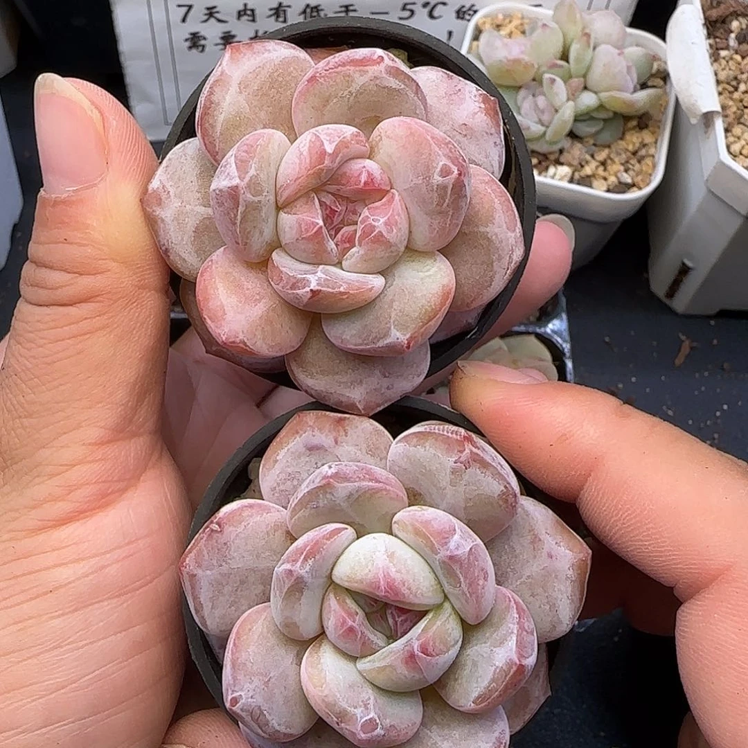 028两颗【满29包邮非偏远】