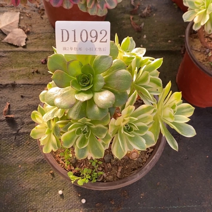 1092伊丽莎白多肉母本无售后