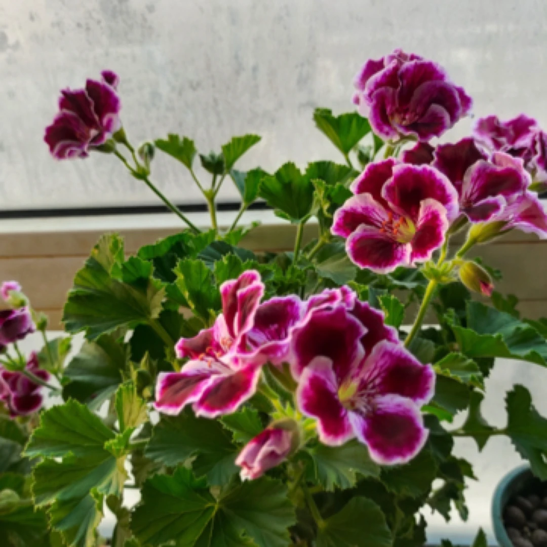 【蝴蝶梅紫蝶】多色花卉易成活