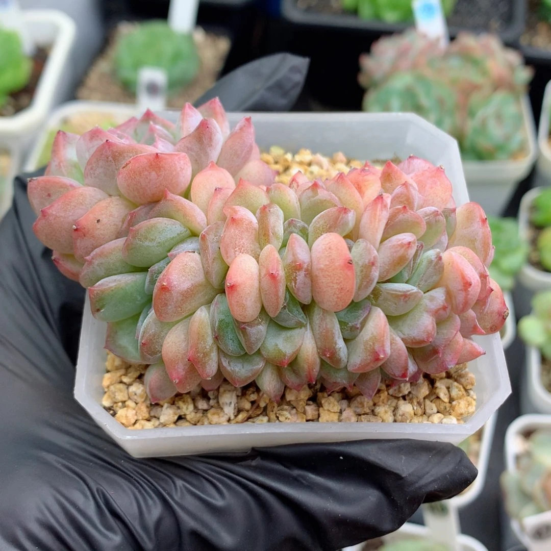 58包邮  群生不包整糖心缀11