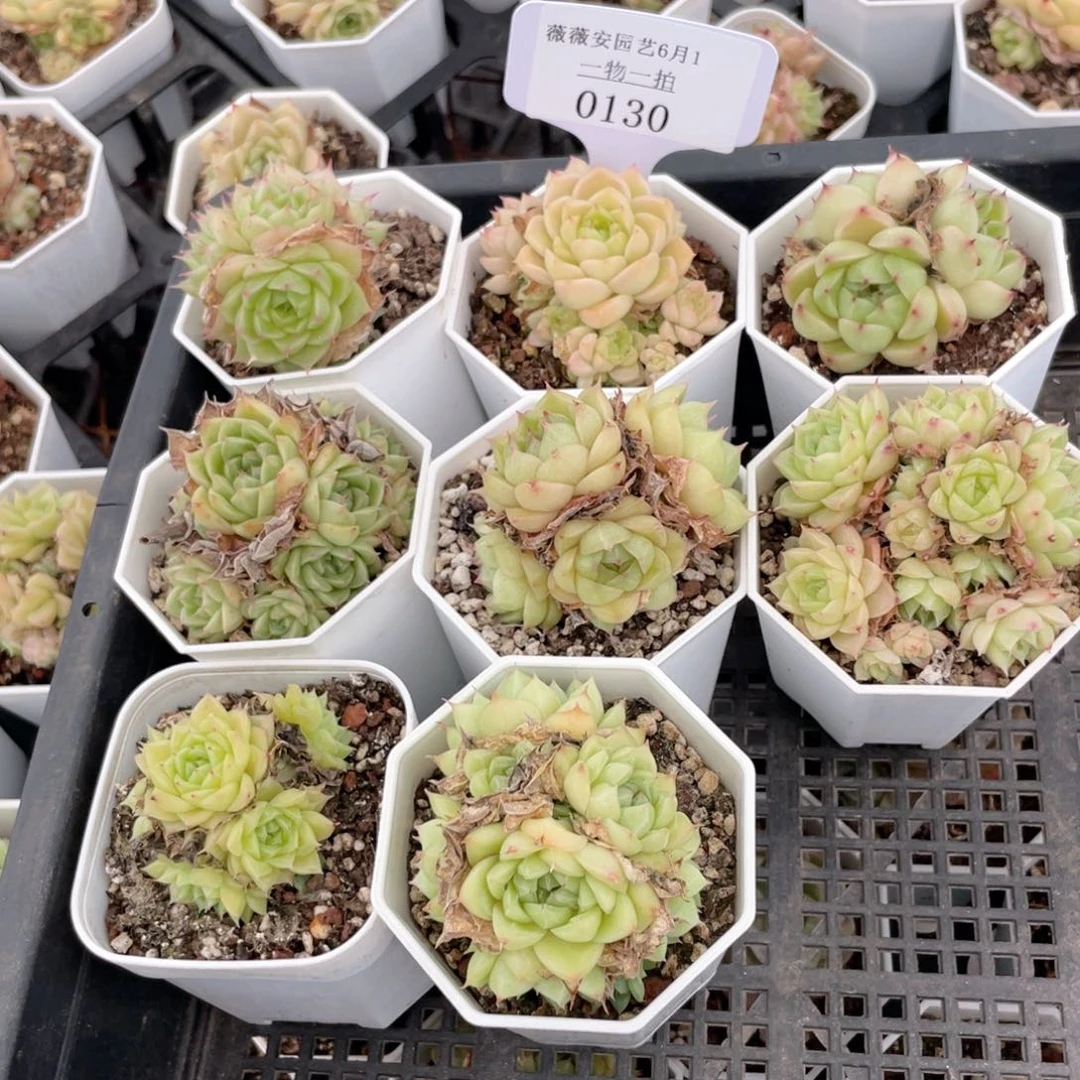 薇薇安园艺多肉0130