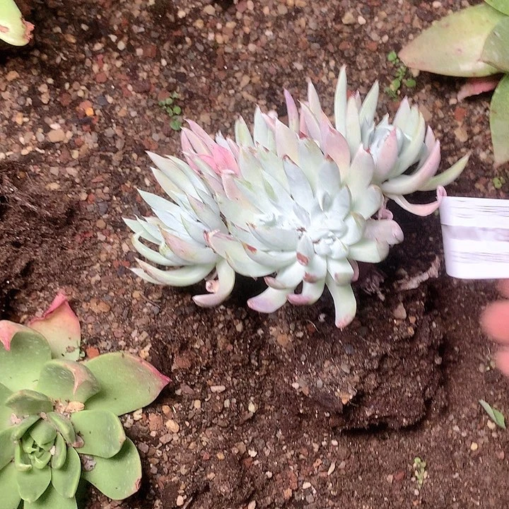 1801奴婢仙女杯多肉