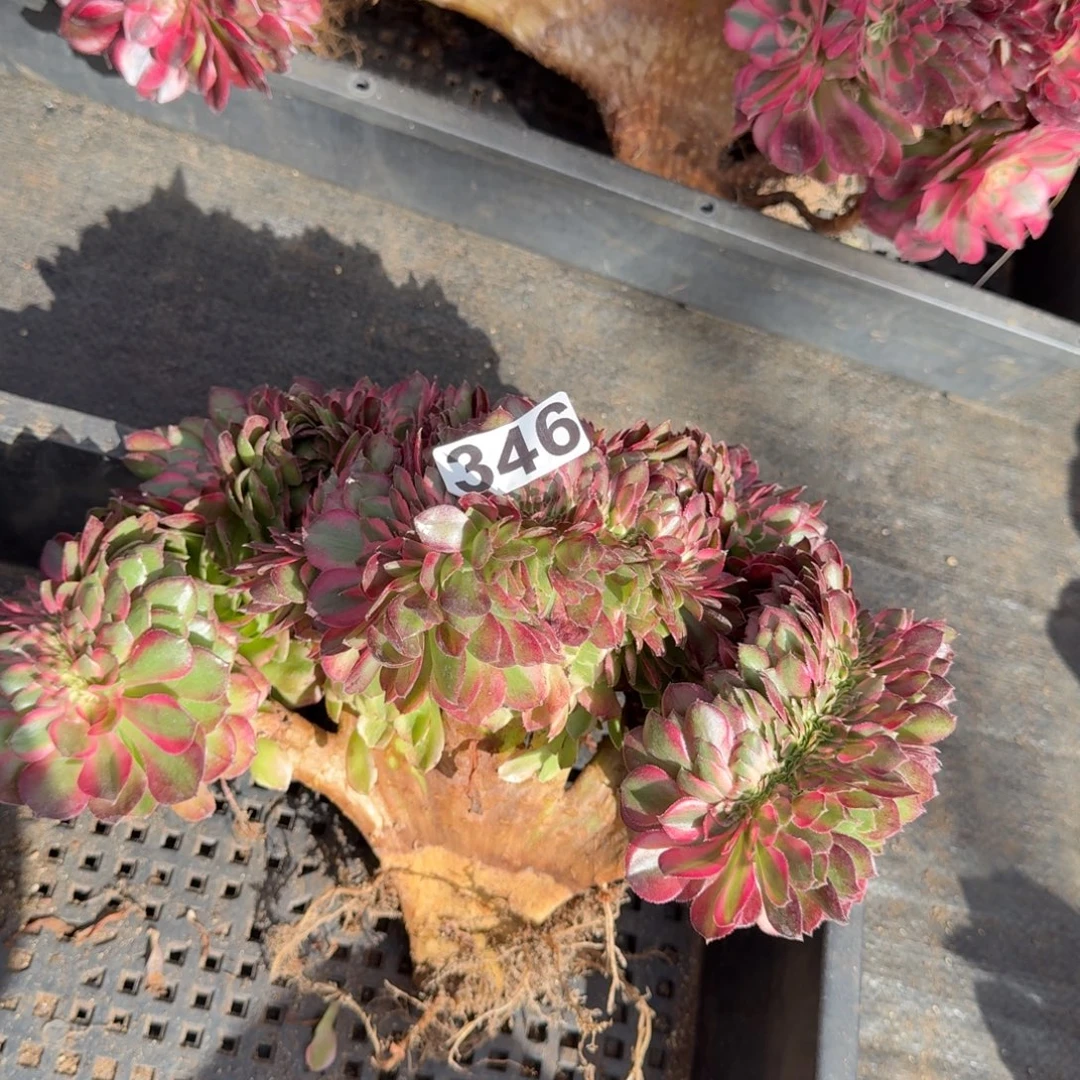 346多肉植物荔枝缀