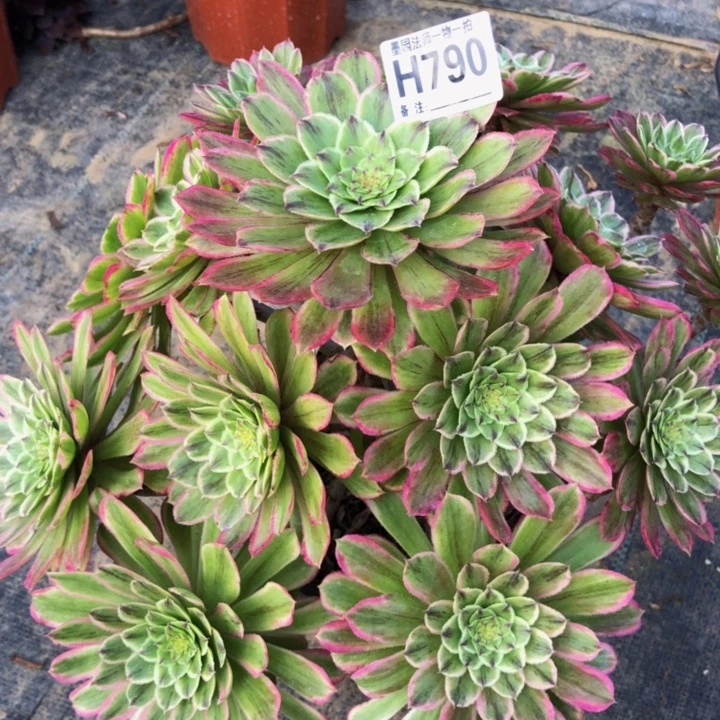 黛玉多肉790000000000