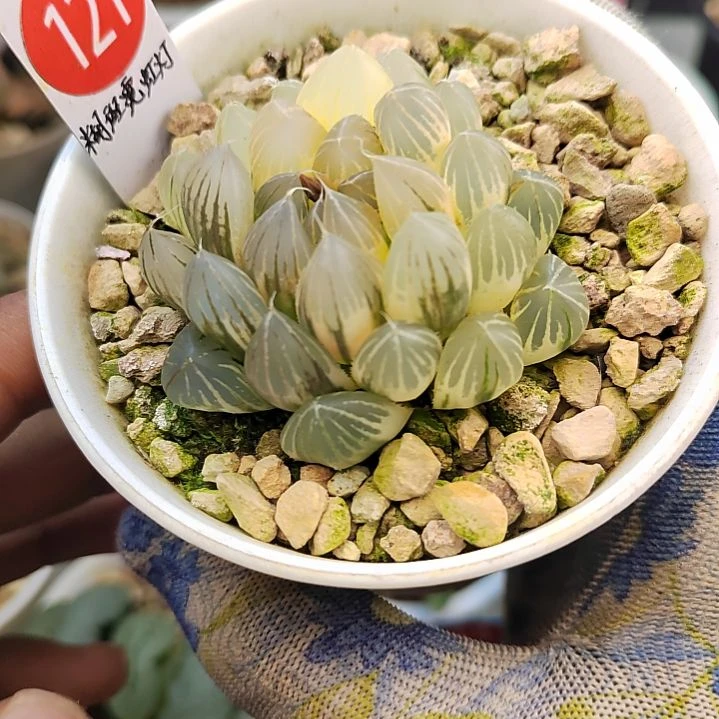 121糊斑霓虹灯 5.5厘米左右一物一拍带盆