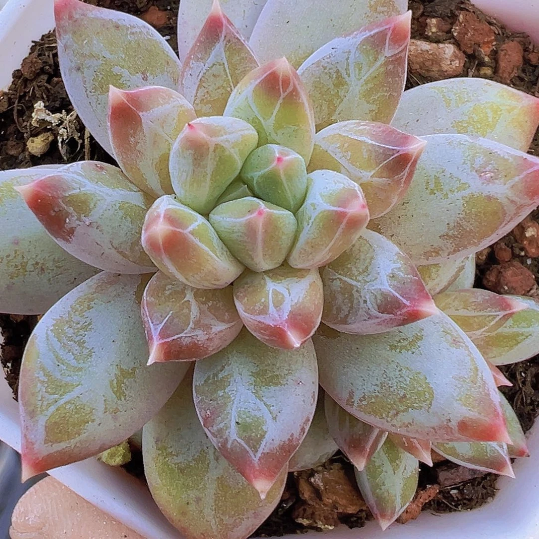 单头带崽幻影美人多肉