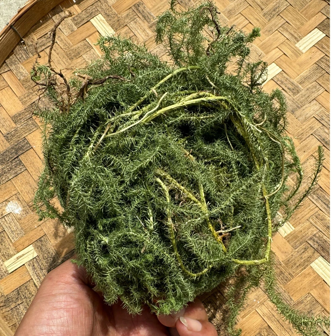 大山小敏【伸筋草】云南野生干小伸筋舒筋草泡脚金钱草月子洗澡煮水