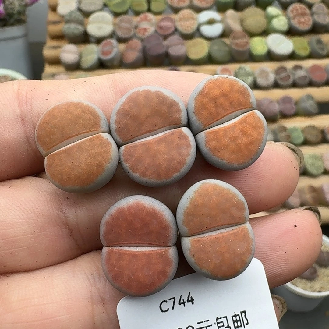 744多肉哈哈哈哈哈哈哈