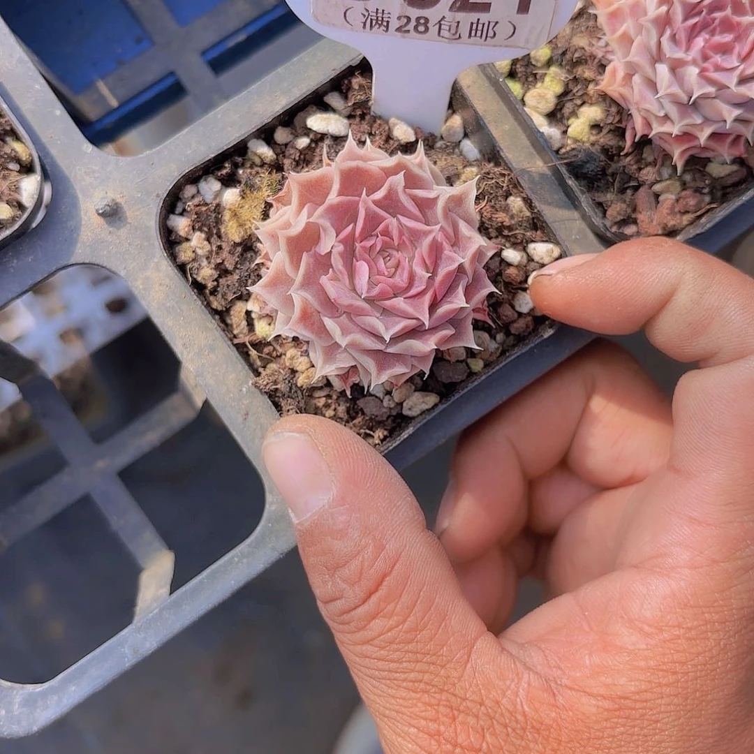 D321留财一物一拍