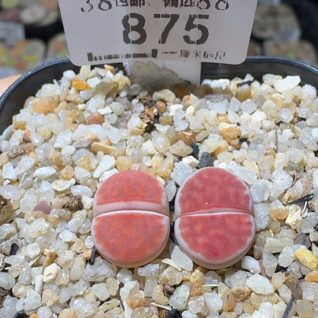 Sss精品清仓特价875