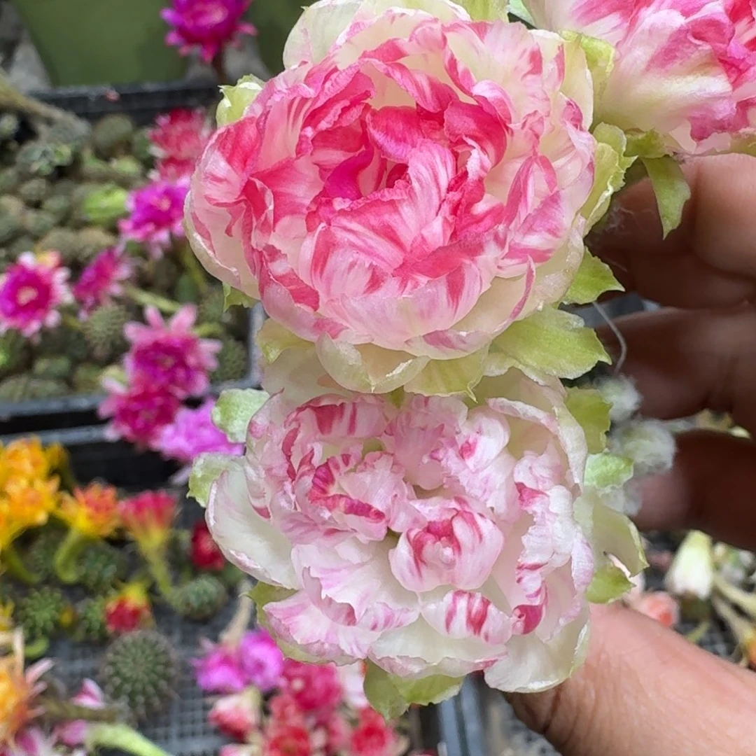 330丽花仙子歪3公分左右无根侧牙,20包邮