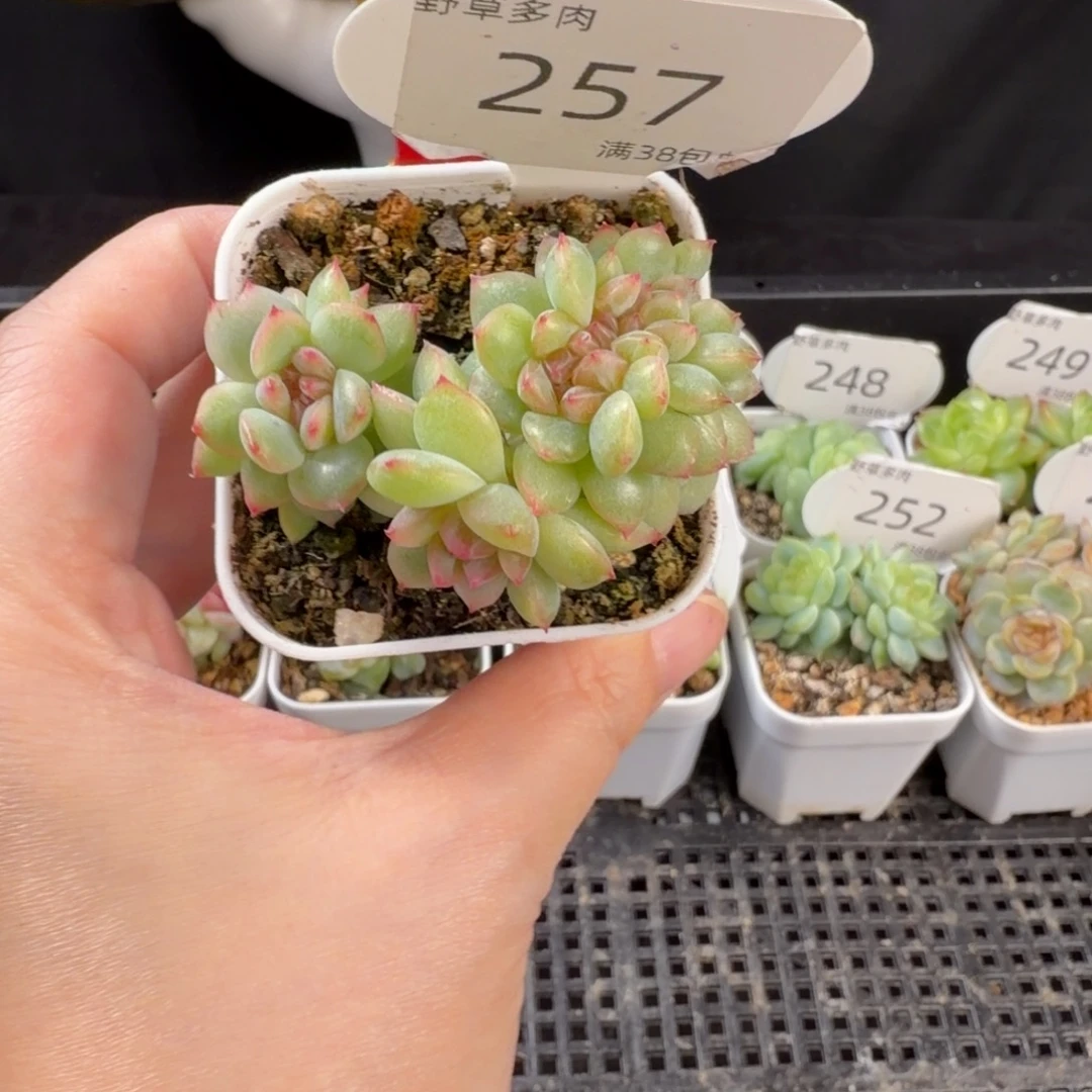 绯红珍妮缀化小树257号