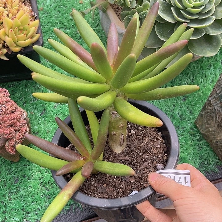 椰子树17104多肉植物