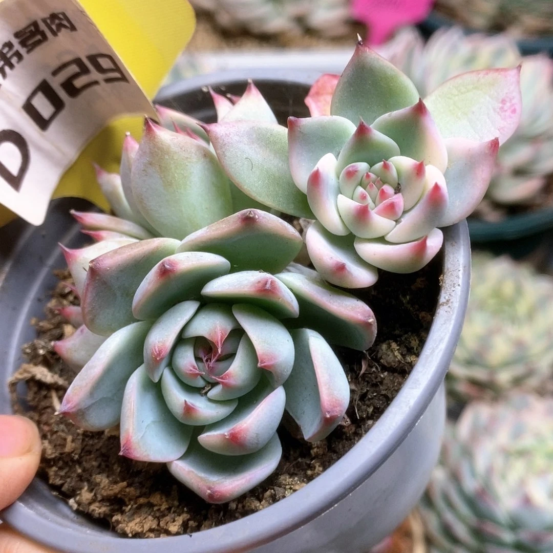 D029锦锦锦锦锦锦锦