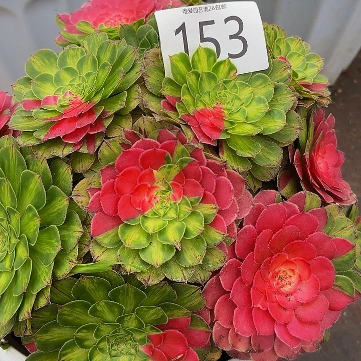 多肉植物福利活动153号