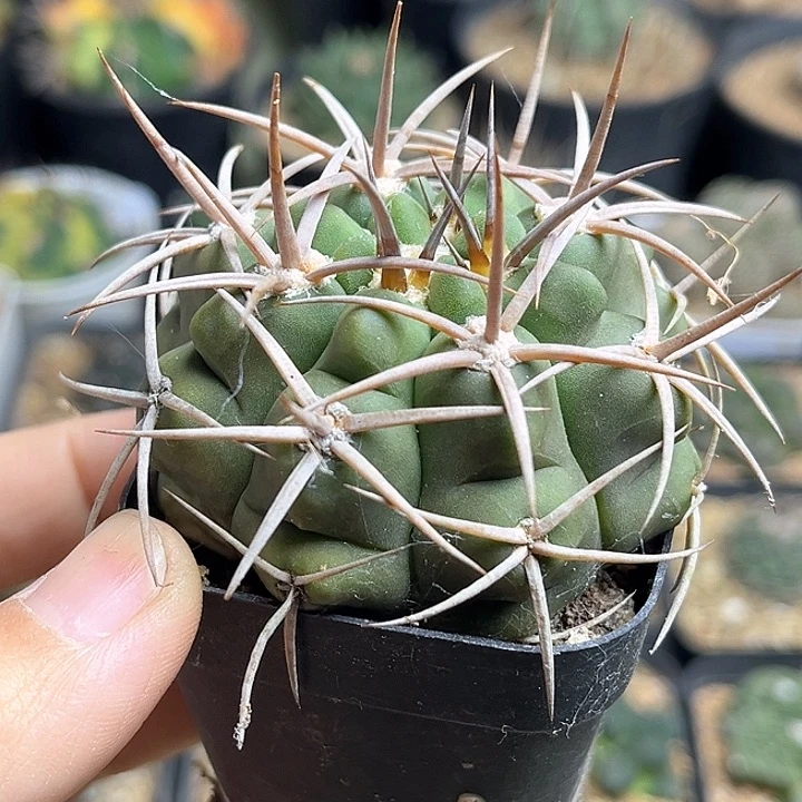 中刺碧岩玉实生球5.5公分