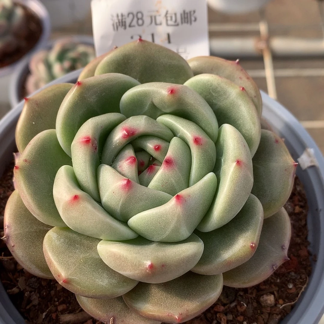 【闪购商品】云311号Q橙8厘米